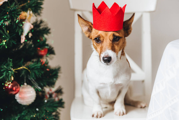 ジャックの映像にラッセル、赤い紙の王冠で小型犬飾られたクリスマス ツリーの近くに座って、耳を発生させます、おいしい、または、人からおいしいものを待ちます。面白いペット新年のされているシンボル. - 写真・画像