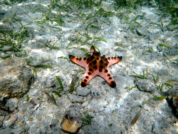 víz alatti világ moalboal a cebu szigeten - színes tengeri csillag  - Fotó, kép