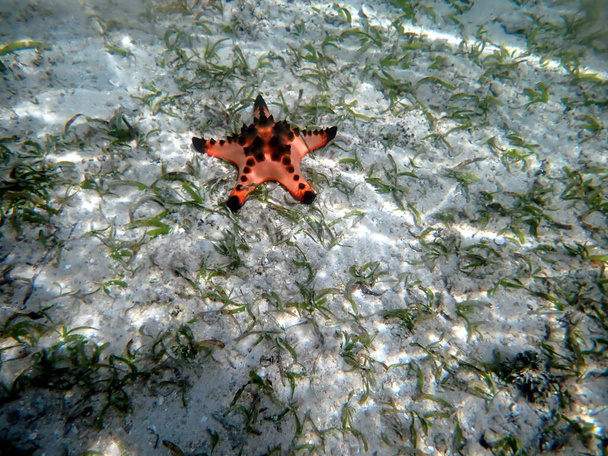 vedenalainen maailma Moalboal Cebu saarella - värikäs meritähti  - Valokuva, kuva