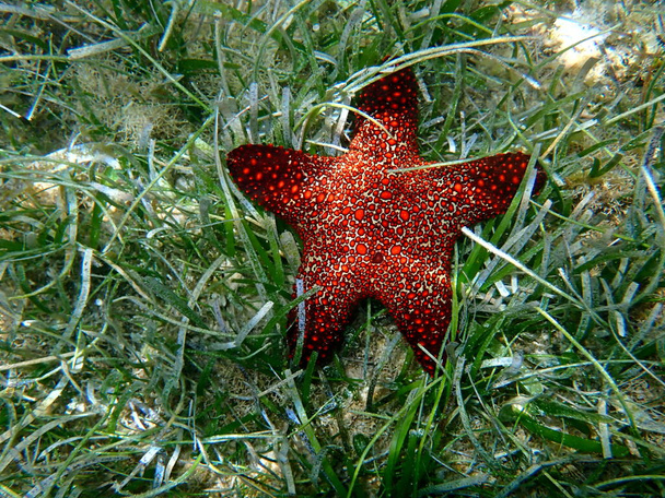 mundo submarino en moalboal en la isla cebu - coloridas estrellas de mar  - Foto, imagen