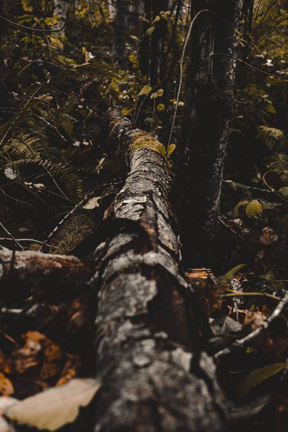 A vertical shot of fallen tree in the forest in autumn - Fotografie, Obrázek