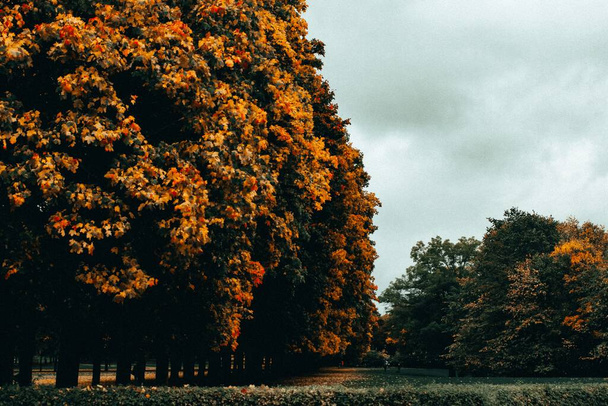 A beautiful view of colorful fall trees - Valokuva, kuva