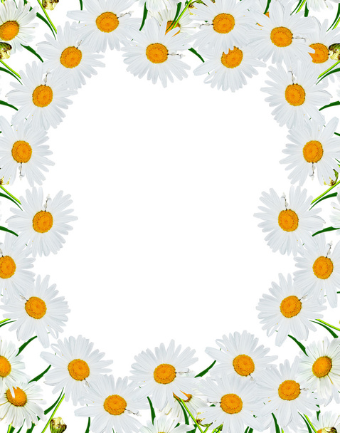 round frame of flowers daisies - Photo, Image