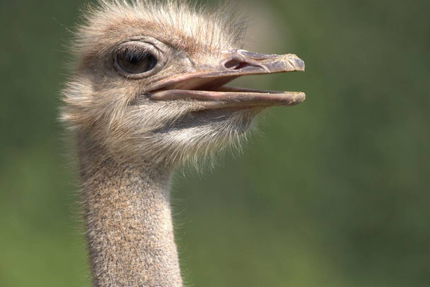 Een close-up van een struisvogel (Struthio) die rondkijkt, op een wazige groene achtergrond - Foto, afbeelding