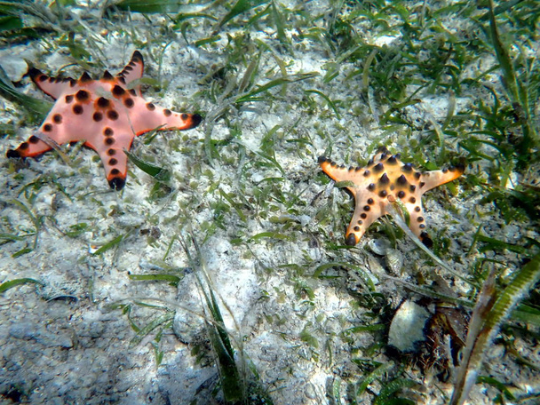 подводный мир в moalboal на острове cebu - красочные морские звезды  - Фото, изображение