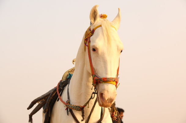 White Horse çölde - Fotoğraf, Görsel