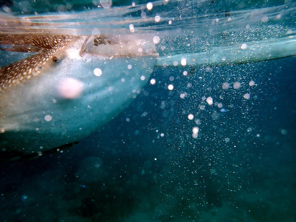 Cebu Adası 'ndaki açık okyanusta balina avına yakın. - Fotoğraf, Görsel