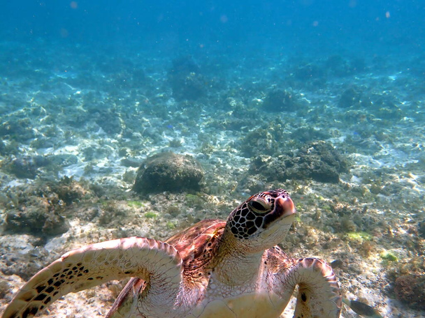 snorkelen met een zeeschildpad bij moalboal op cebu eiland - Foto, afbeelding