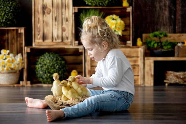 Happy beautiful childre, kids, playing with small beautiful ducklings, cute fluffy animal birds - Zdjęcie, obraz
