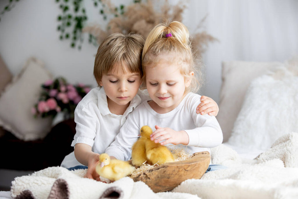 Happy beautiful childre, kids, playing with small beautiful ducklings, cute fluffy animal birds - Fotoğraf, Görsel