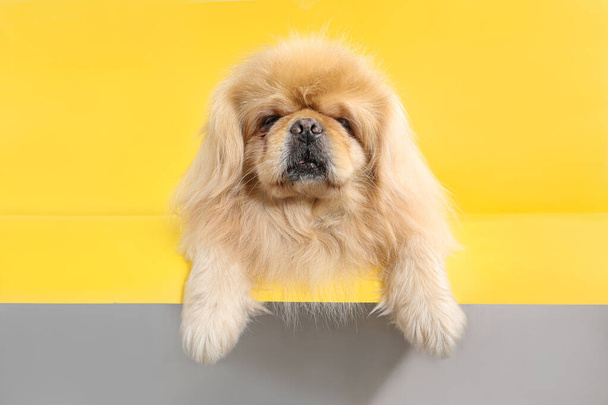 Cute dog on yellow background - Foto, afbeelding