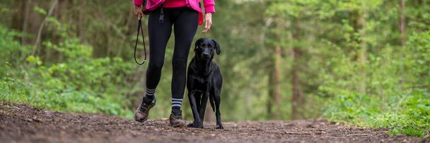 Beautiful purebred black labrador retriever walking in heel position next to her owner in a green spring forest. Wide view image.  - Фото, зображення