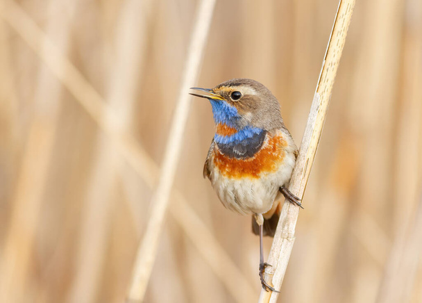 Bluethroat, Luscinia svecica. A male sings while sitting in a thicket of reeds on the riverbank - Fotó, kép
