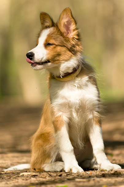 Sable border collie puppy - Foto, Imagem