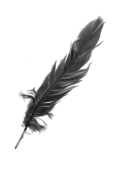 black goose feather on a white isolated background - Photo, image