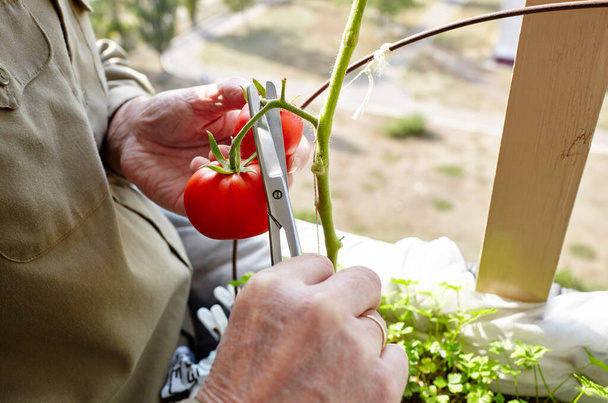 Men's hands harvests cuts the tomato plant with scissors. Farmer man gardening in home greenhouse - Photo, image