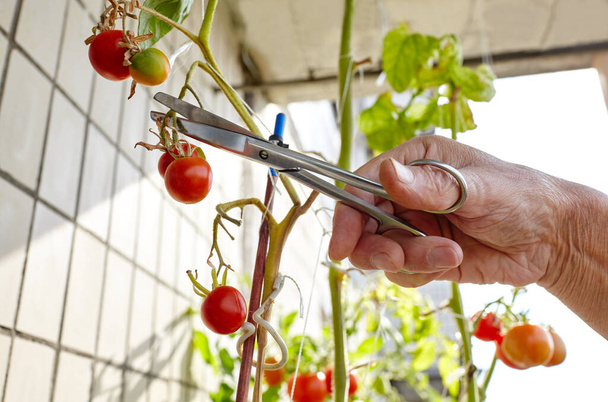 男性の手の収穫ははさみでトマトの植物を切ります。家庭の温室での農家の男の園芸 - 写真・画像