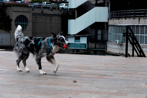 Ένα σκυλί Border Collie φαίνεται το περπάτημα με μια μπάλα στο στόμα του, ενώ η κατάρτιση για να ρίξει και να πιάσει με τον εκπαιδευτή του. - Φωτογραφία, εικόνα