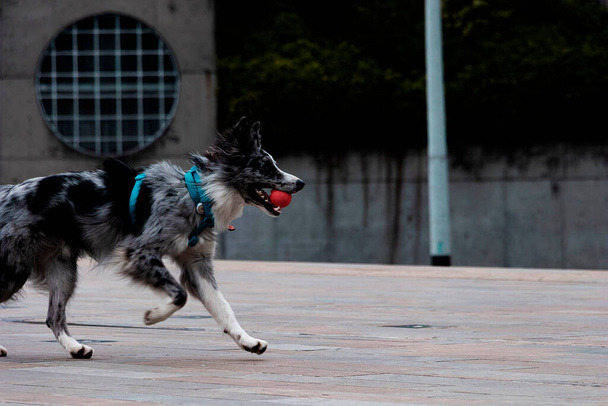 Ένα σκυλί Border Collie φαίνεται να τρέχει με μια μπάλα στο στόμα του, ενώ η κατάρτιση για να ρίξει και να πιάσει με τον εκπαιδευτή του στο Μεντεγίν - Φωτογραφία, εικόνα