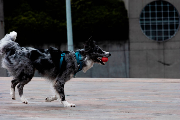 Ένα σκυλί Border Collie φαίνεται να τρέχει με μια μπάλα στο στόμα του, ενώ η κατάρτιση για να ρίξει και να πιάσει με τον εκπαιδευτή του στο Μεντεγίν - Φωτογραφία, εικόνα