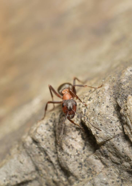 Mrówka Formica rufa Linnaeus na kamieniu - Zdjęcie, obraz