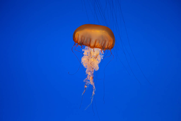 one jelly fish in the blue sea - Фото, изображение