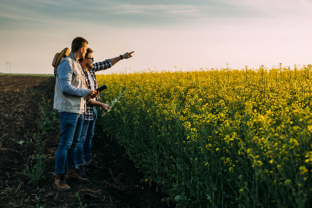 Two brothers are standing on their farmland and inspecting a field of oilseed rape. - Foto, afbeelding