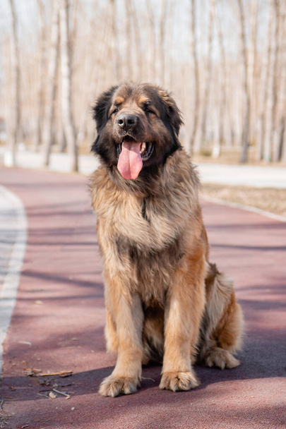 Portrait of a purebred dog breed Leonberger on the background of a spring park. - Zdjęcie, obraz