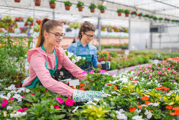 beautiful women florists working at greenhouse - Photo, Image