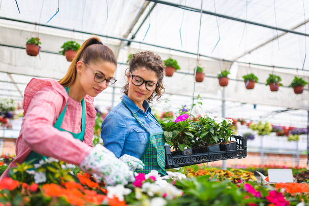 hermosas floristas mujeres que trabajan en invernadero - Foto, Imagen