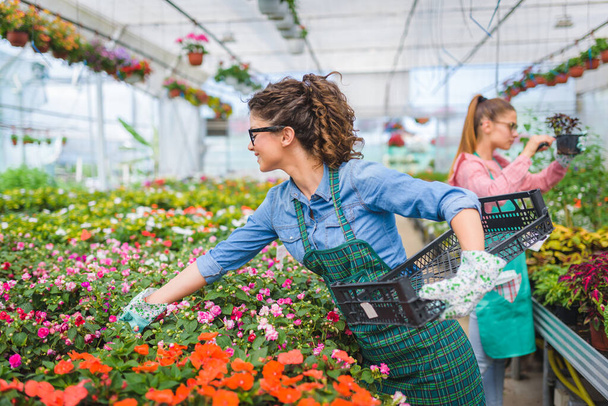 красивые женщины-флористы, работающие в теплице - Фото, изображение