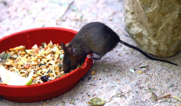 malá myš - Fotografie, Obrázek