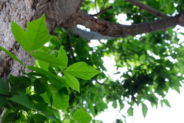Klon cukrowy odchodzi. Naturalny widok z dołu na drzewo klon cukrowy z zielonymi jasnymi liśćmi na niebie. - Zdjęcie, obraz