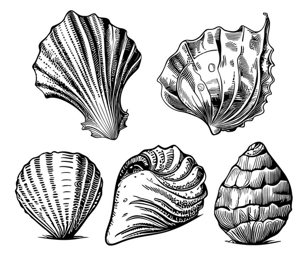 Seashell συλλογή χέρι σχέδιο εικονογράφηση σκίτσο Θάλασσα ζώα - Διάνυσμα, εικόνα