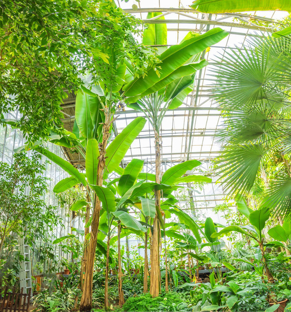 熱帯性植物の温室内でバナナのヤシを栽培する - 写真・画像