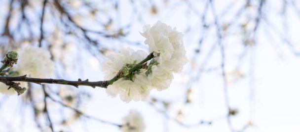 weiß blühender Baum im Frühling - Foto, Bild