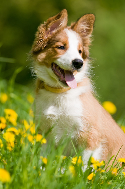 Border collie puppy in flowers - Foto, Imagem
