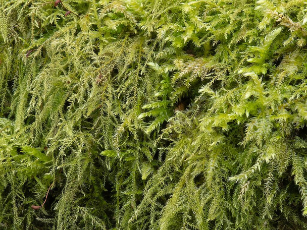 Hanging carpet of well established common Tamarisk moss - Photo, Image