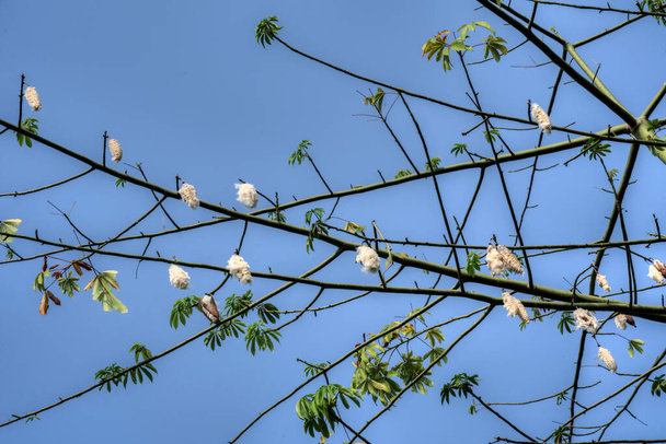 the cotton-like fluff seed pods hanging on the cotton tree branches. - Photo, Image