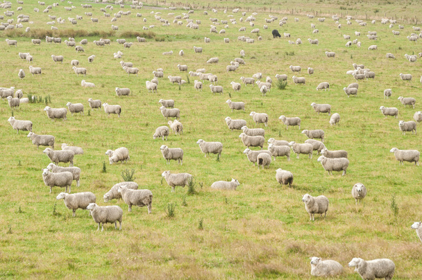 Rebanho de ovinos - Foto, Imagem