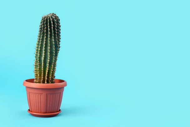 Pot with cactus on blue background - Photo, Image