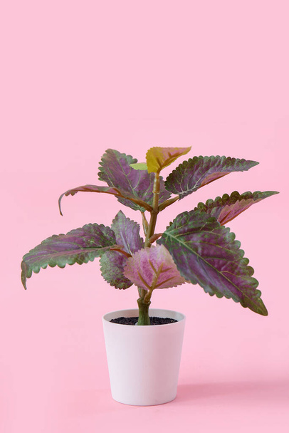 Coleus roślin w garnku na różowym tle - Zdjęcie, obraz