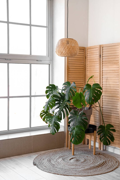 Interior of light living room with Monstera houseplant and folding screen - Foto, afbeelding