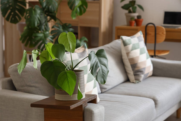 Green houseplant on sofa in living room - Zdjęcie, obraz