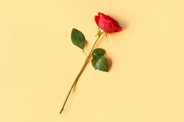 Beautiful red rose on orange background - Foto, imagen