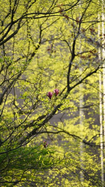 A gyönyörű virágok tavasszal virágoznak a kertben a meleg napfénnyel. - Fotó, kép