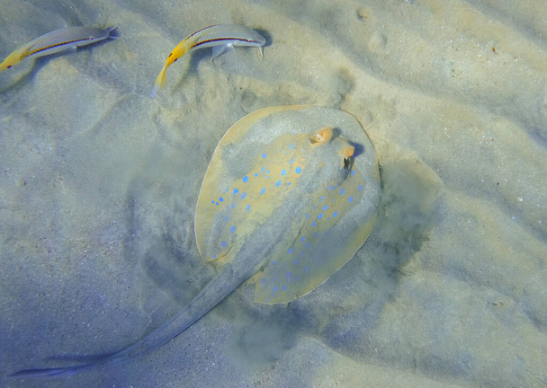 azul manchado ribbontail ray gira até areia no fundo do mar no Egito - Foto, Imagem