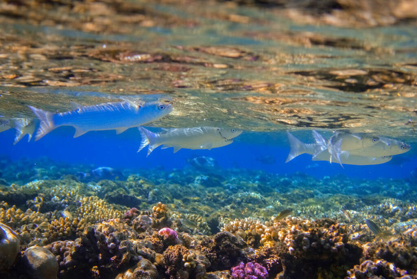 merveilleux poissons argentés près de la surface sur les coraux colorés dans la mer rouge egypte détail vue - Photo, image
