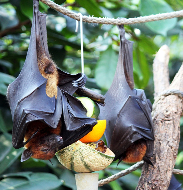flying foxes - Photo, Image