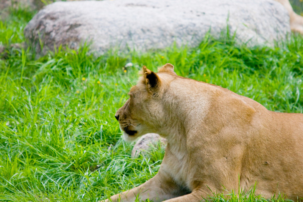 Female lion - Photo, Image